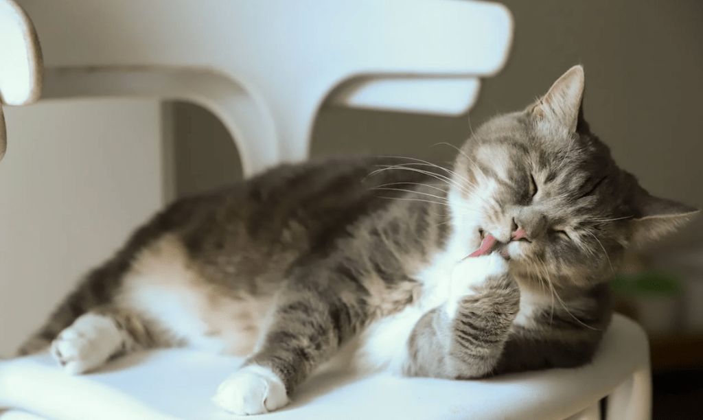 why do cats lick themselves after you pet them