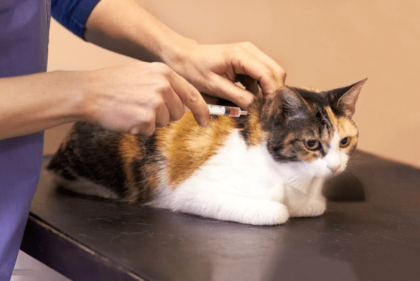 How to Encourage a Cat to Groom Itself
