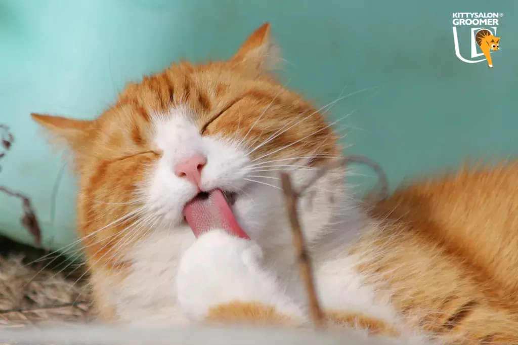 Why Do Cats Groom Themselves? Secrets of Feline Hygiene