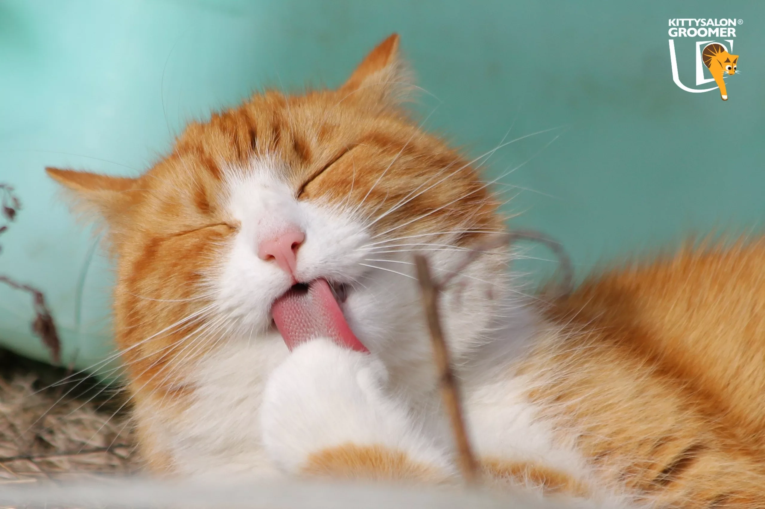 Why Do Cats Groom Themselves? Secrets of Feline Hygiene