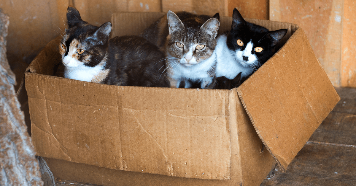 must love cats rescue | cat in box