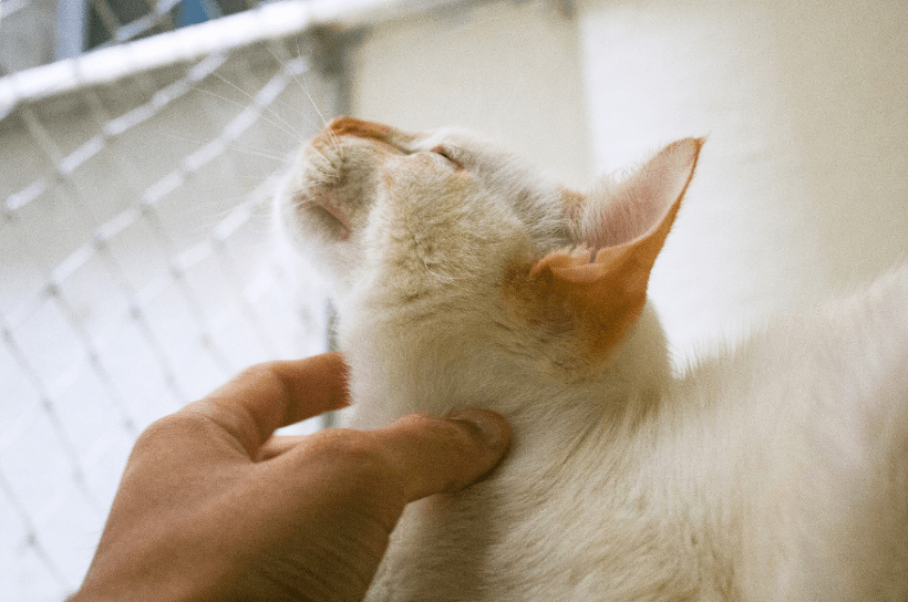 why is my cat obsessed with me | grooming