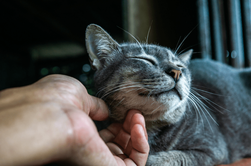 how do you know if your cat loves you | Kittysalon