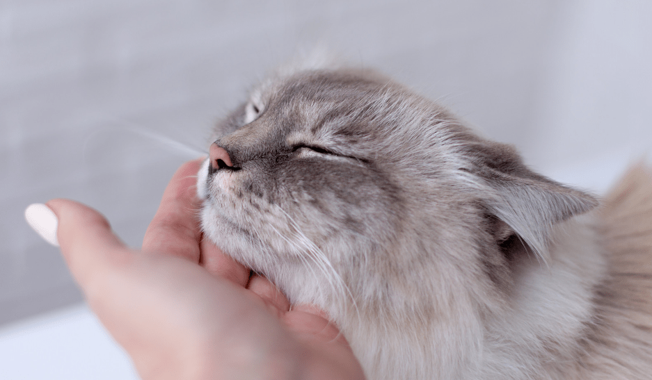 how do you know if your cat loves you | kittysalon groomer