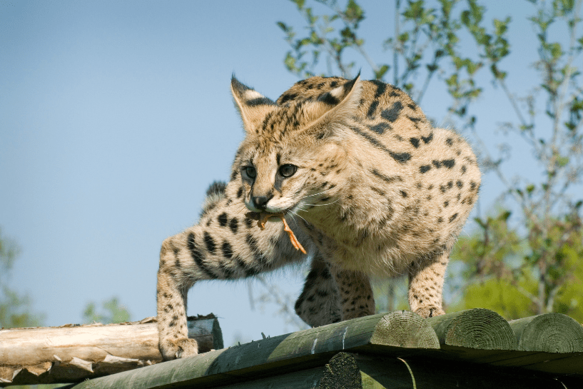 can a serval cat kill a human | kittysalon