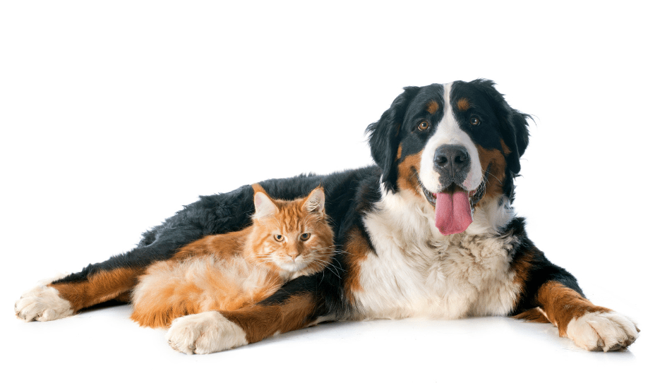 Can a Cat Get Pregnant by a Dog | cat groomer