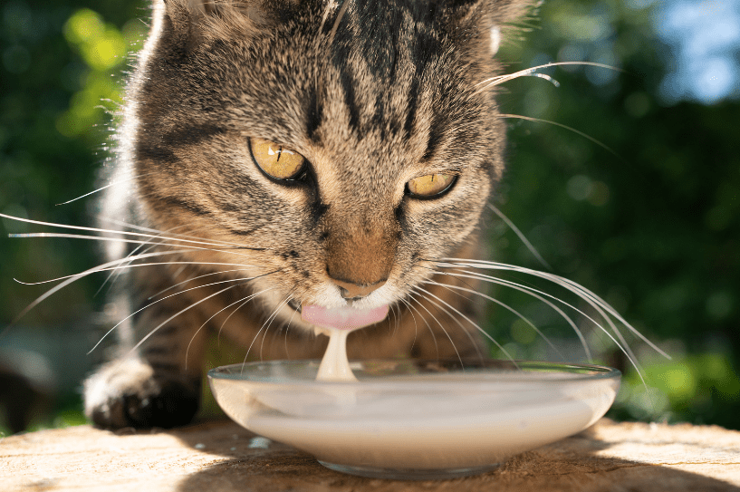 can cats have almond milk | kitty groomer
