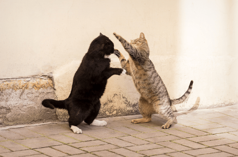 cats groom each other | cat fight