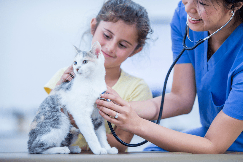 can cats get parvo | medical checkup