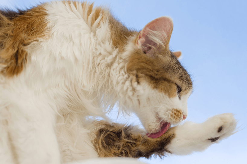 How Often Should a Cat Groom Itself