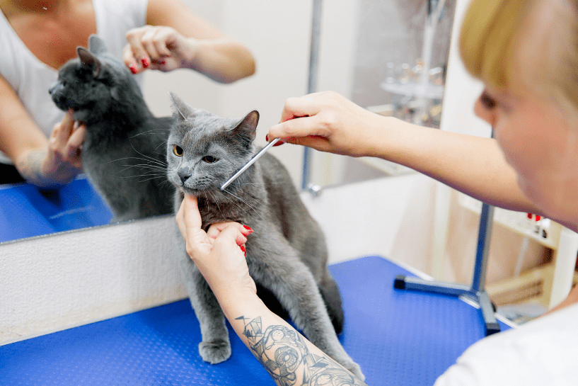 How to Reduce Cat Hair in the Home | cat grooming hair