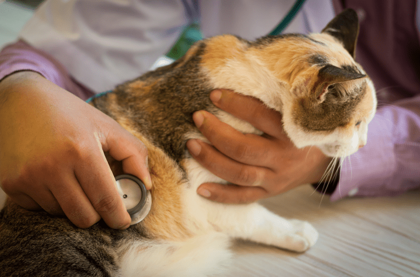 how do cats get aids | kittysalon groomer