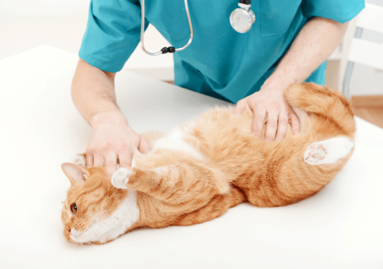 how do cats get aids | sick