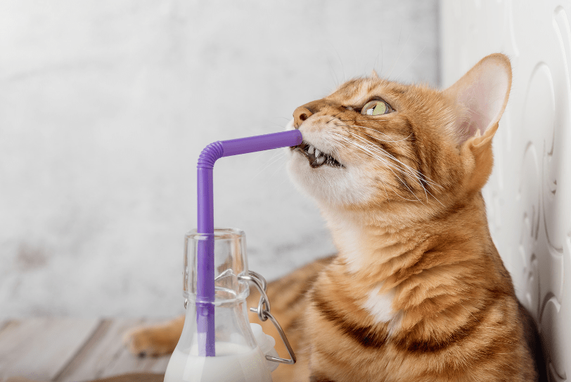 can cats have almond milk | kitty salon