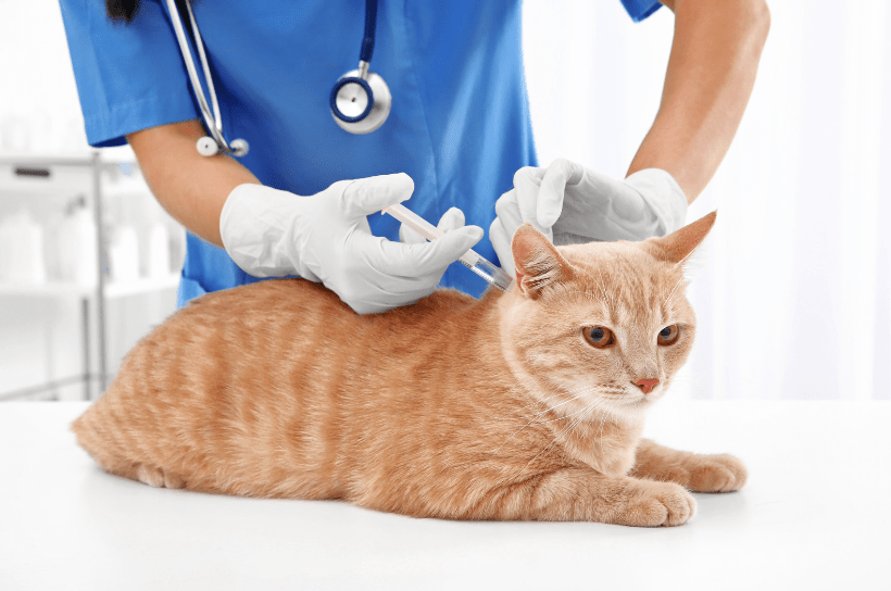 can cats get parvo | injection