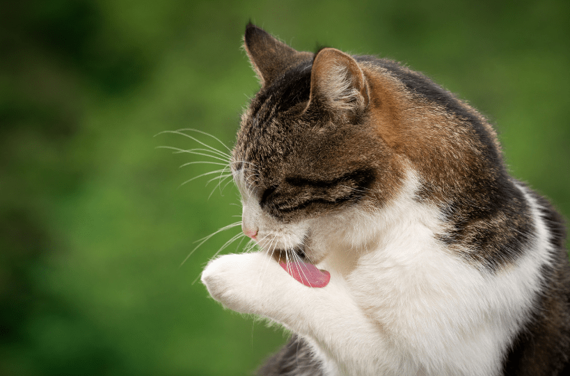 cat sedative for grooming | kittysalon