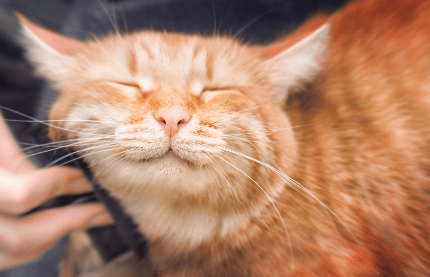 cat sedative for grooming | happy cat