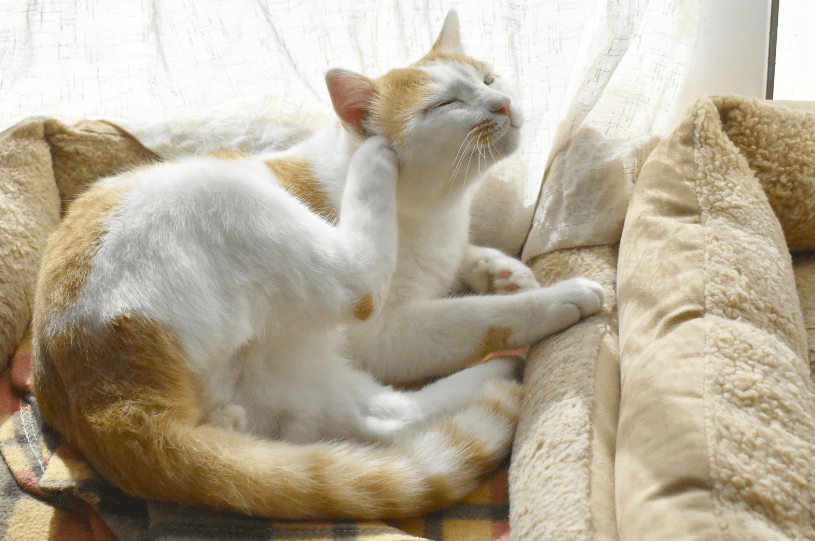 Why is My Cat Pulling Her Hair Out | kittysalon groom