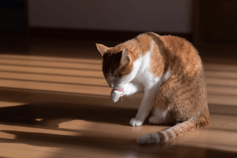 cat sedative for grooming | cat grooming