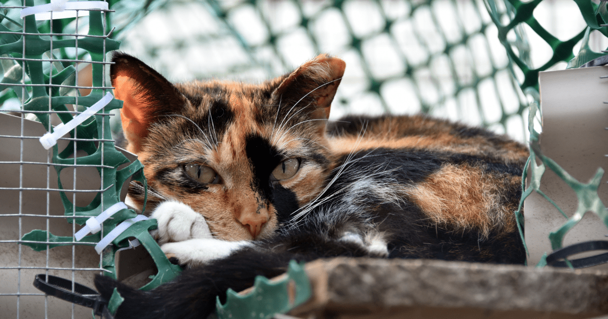 must love cats rescue | kittysalon