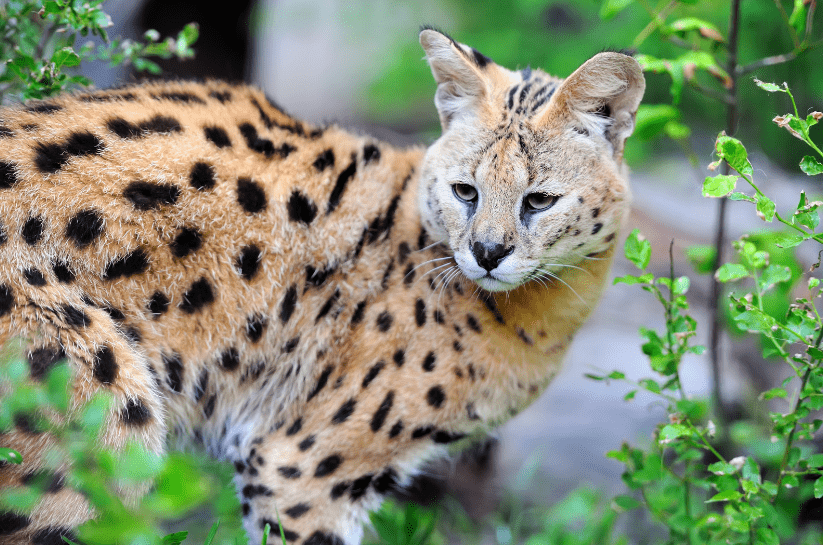 can a serval cat kill a human