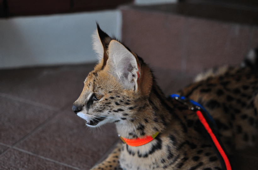 can a serval cat kill a human | kitty