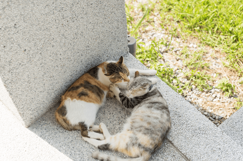 cats groom each other | groom