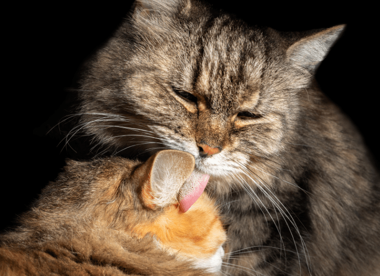 cats groom each other